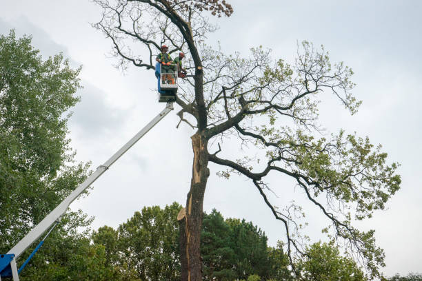 Best Stump Grinding and Removal  in USA